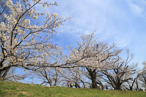 Photoshopで春の日差しと桜吹雪のあるイメージを作成する オウンドメディア 大阪市天王寺区sohoホームページ制作 デザインサプライ Designsupply