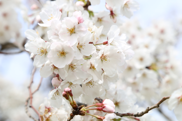 Lightroomでもっと綺麗な桜の写真を目指すレタッチ（望遠・ズーム編）