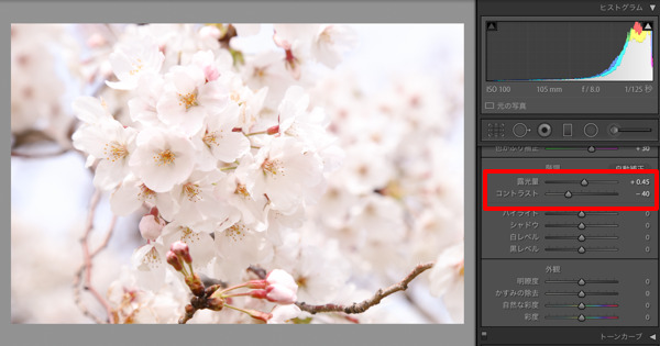 Lightroomでもっと綺麗な桜の写真を目指すレタッチ（望遠・ズーム編）