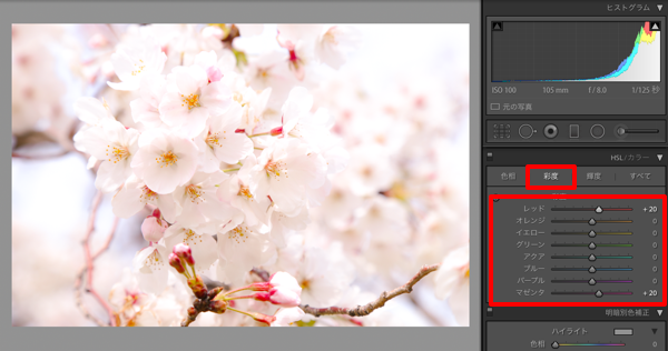 Lightroomでもっと綺麗な桜の写真を目指すレタッチ(望遠・ズーム編)