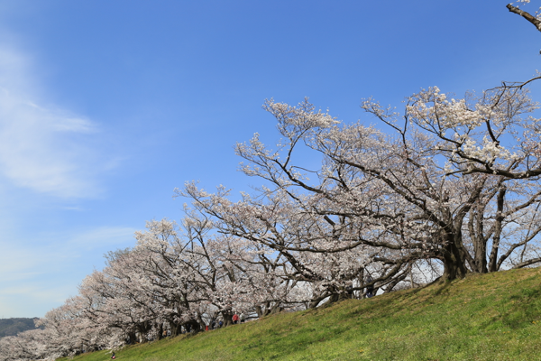 Photoshopでもっと綺麗な桜の写真を目指すレタッチとカメラワーク 広角 ワイド編 オウンドメディア 大阪市天王寺区sohoホームページ制作 デザインサプライ Designsupply